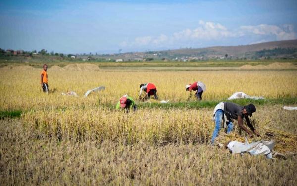 镜头连中外 | 一粒稻种 跨越万里共收获 镜头连中外 | 一粒稻种 跨越万里共收获