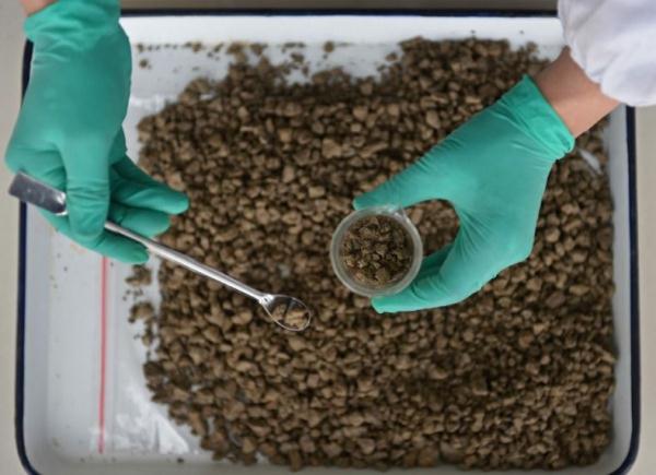 镜头连中外 | 一粒稻种 跨越万里共收获 镜头连中外 | 一粒稻种 跨越万里共收获