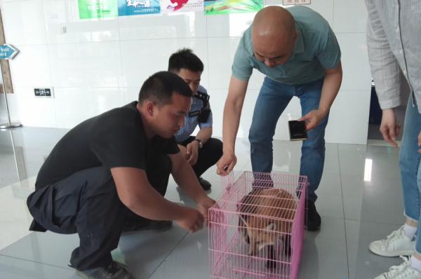 快看!火狐狸现身苏州! 快看!火狐狸现身苏州!