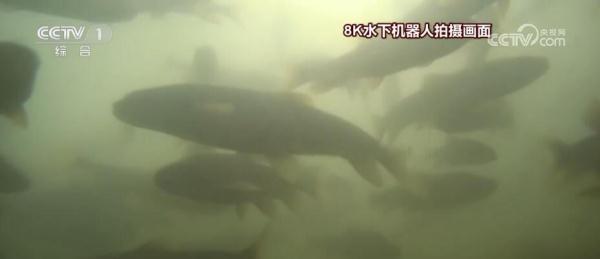 实现全方位监测与保护 湟鱼洄游路上的“科技范儿”