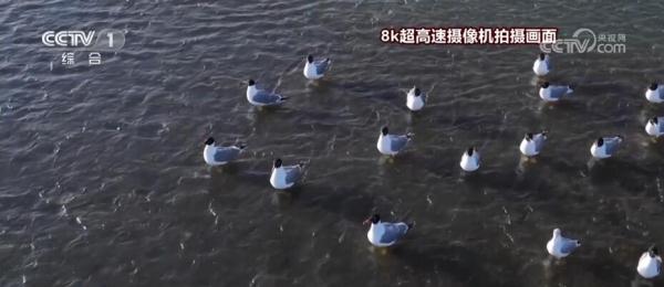 实现全方位监测与保护 湟鱼洄游路上的“科技范儿”