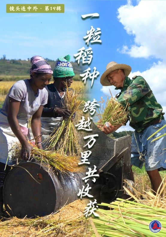 镜头连中外 | 一粒稻种 跨越万里共收获 镜头连中外 | 一粒稻种 跨越万里共收获