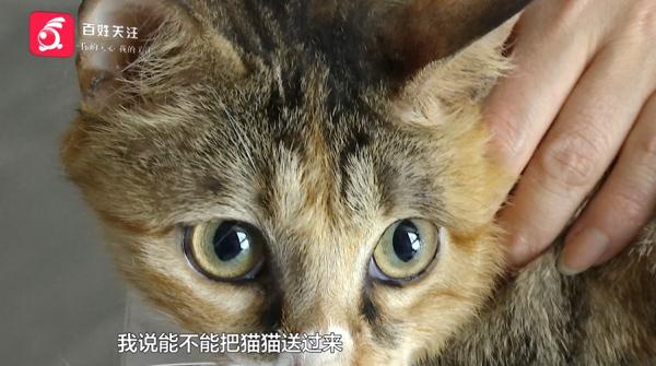 女子送猫就医，结果却不满意！负责人：你签了弃养协议