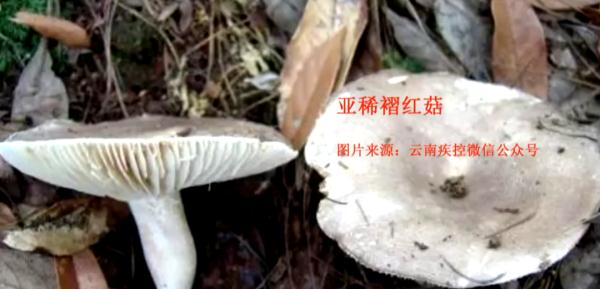 情况严重！4名贵州患者吃菌中毒，紧急转至云南抢救！