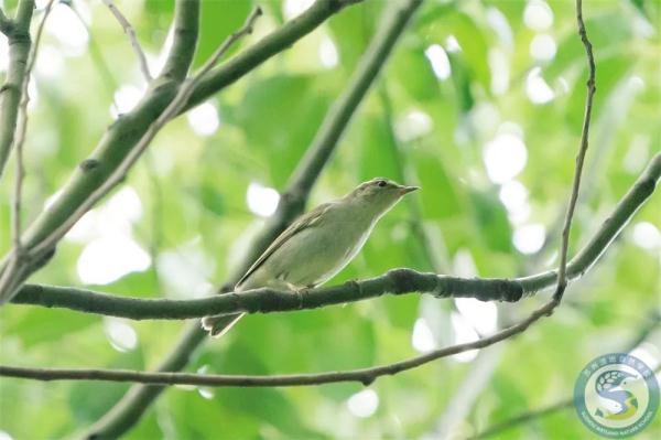 快看!火狐狸现身苏州! 快看!火狐狸现身苏州!