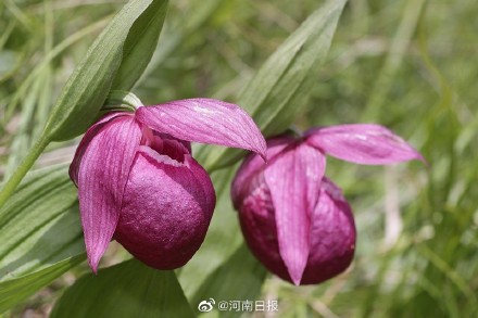 十年间宝天曼动物增加83种植物增加310种