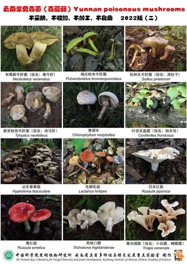紧急跨省转运抢救！贵州6人吃菌中毒，4人急送昆明抢救……