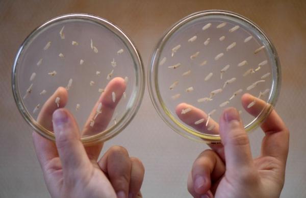 镜头连中外 | 一粒稻种 跨越万里共收获 镜头连中外 | 一粒稻种 跨越万里共收获