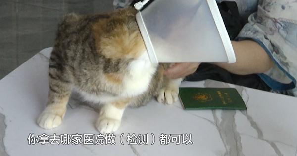 女子送猫就医，结果却不满意！负责人：你签了弃养协议
