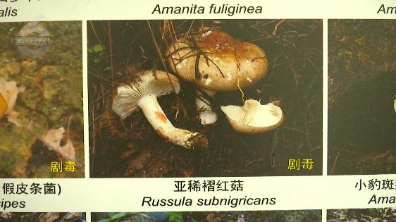 紧急跨省转运抢救！贵州6人吃菌中毒，4人急送昆明抢救……