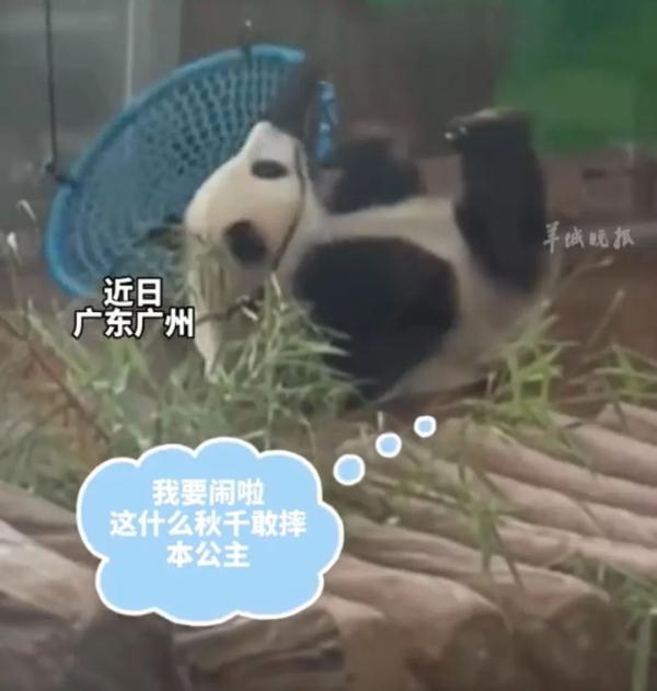 “雅一”VS“萌兰”的秋千糗事