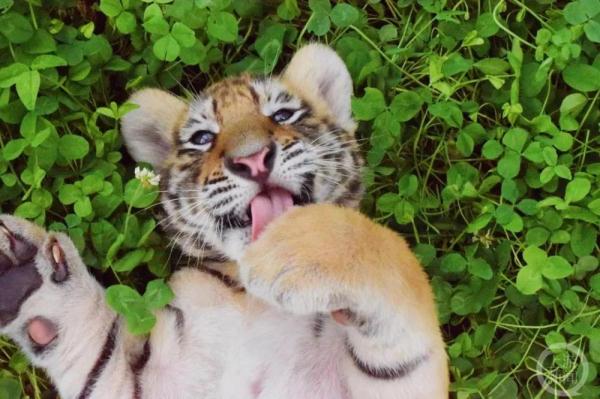 记者直击东北虎野化训练：吃独食抢鸡鸭，能爬树会游泳