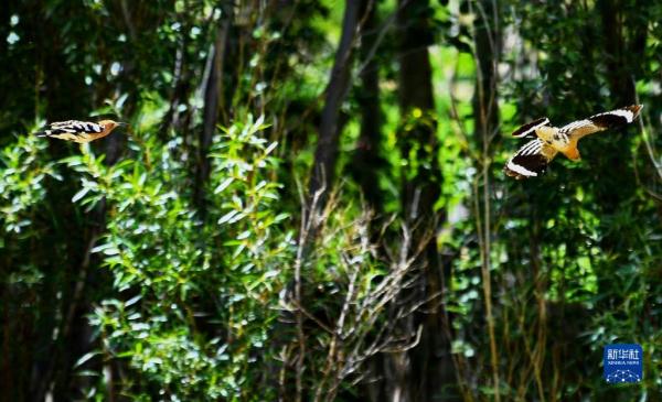 拉萨：白定村里戴胜舞