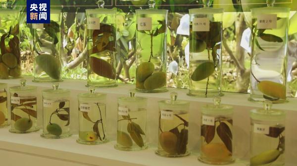 中国芒果博览馆开馆 记录芒果发展史的“百科全书” 中国芒果博览馆开馆 记录芒果发展史的“百科全书”