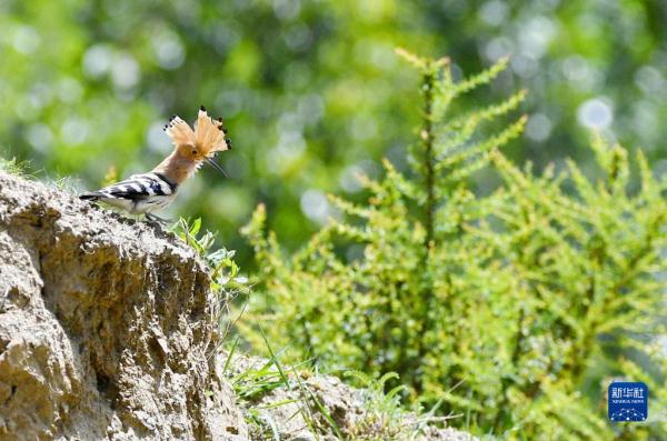 拉萨：白定村里戴胜舞