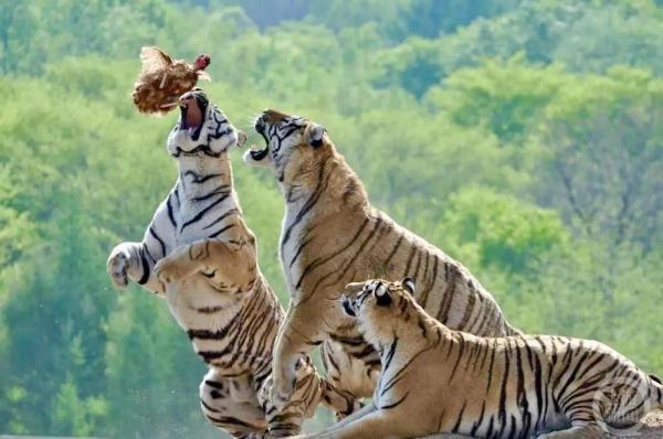 记者直击东北虎野化训练：吃独食抢鸡鸭，能爬树会游泳