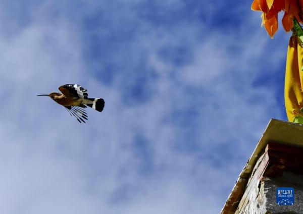 拉萨：白定村里戴胜舞