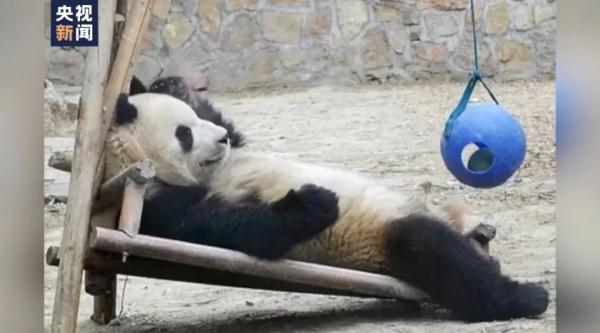 “雅一”VS“萌兰”的秋千糗事