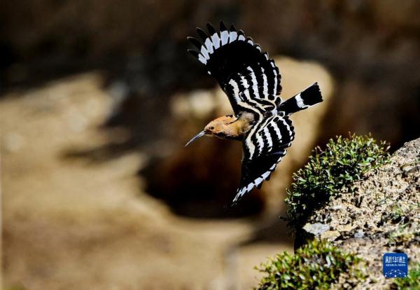 拉萨：白定村里戴胜舞