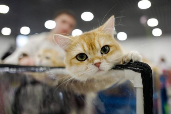 日本推出“猫咪疼痛检测器”应用程序