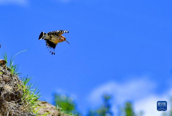 拉萨：白定村里戴胜舞