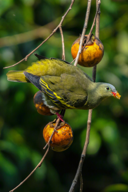 刷新广东鸟类纪录!鼎湖山首次发现厚嘴绿鸠和楔尾绿鸠 刷新广东鸟类纪录!鼎湖山首次发现厚嘴绿鸠和楔尾绿鸠