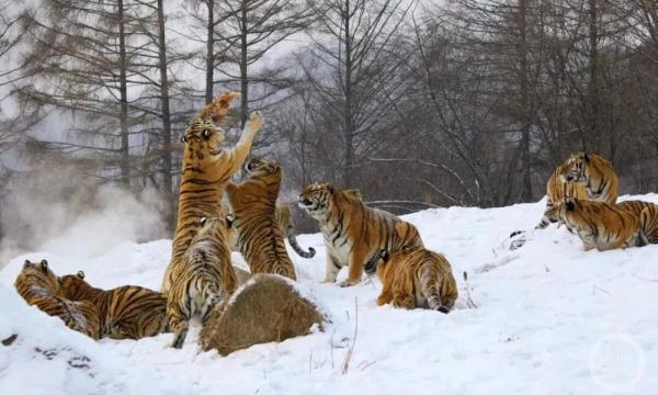 记者直击东北虎野化训练：吃独食抢鸡鸭，能爬树会游泳