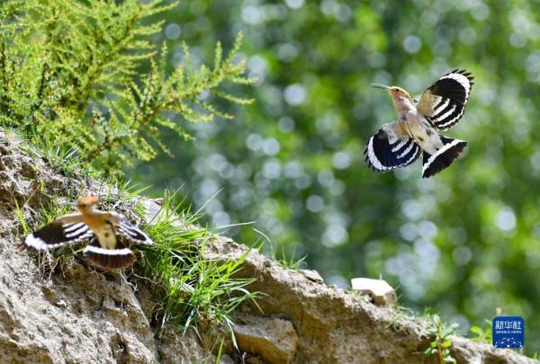 拉萨：白定村里戴胜舞