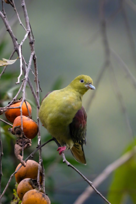 刷新广东鸟类纪录!鼎湖山首次发现厚嘴绿鸠和楔尾绿鸠 刷新广东鸟类纪录!鼎湖山首次发现厚嘴绿鸠和楔尾绿鸠