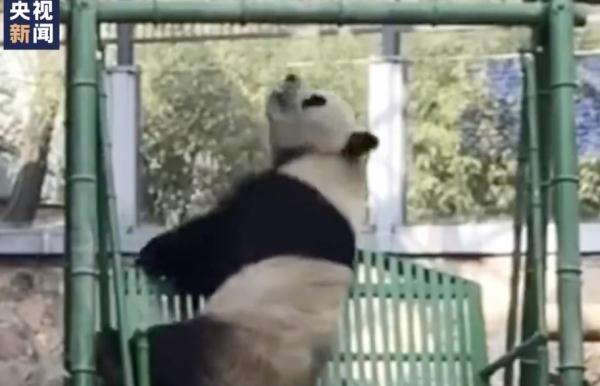 “雅一”VS“萌兰”的秋千糗事