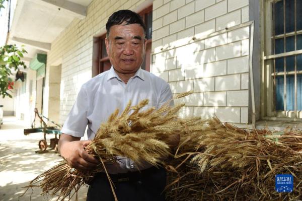 种粮大户徐淙祥：五十载耕耘与收获