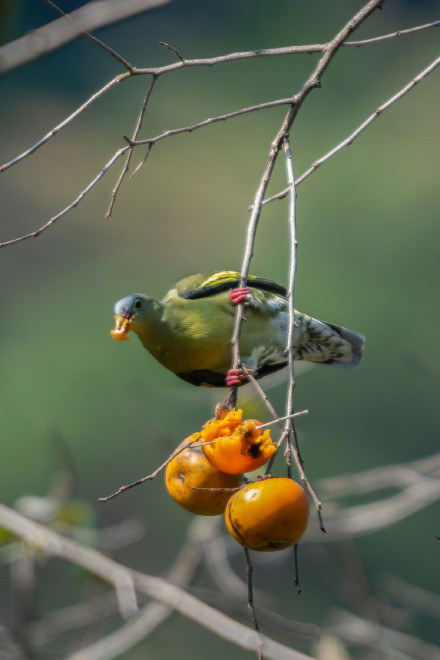 刷新广东鸟类纪录!鼎湖山首次发现厚嘴绿鸠和楔尾绿鸠 刷新广东鸟类纪录!鼎湖山首次发现厚嘴绿鸠和楔尾绿鸠
