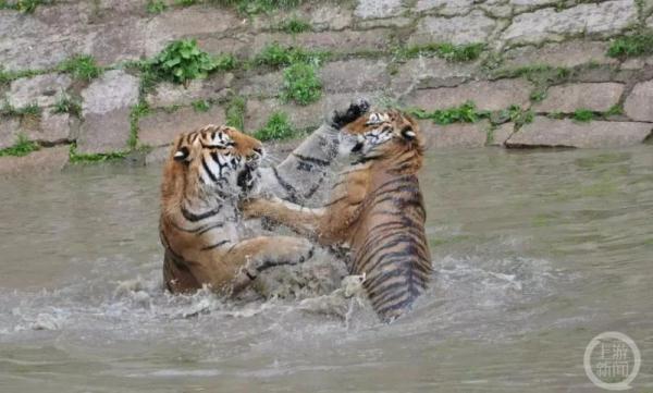 记者直击东北虎野化训练：吃独食抢鸡鸭，能爬树会游泳