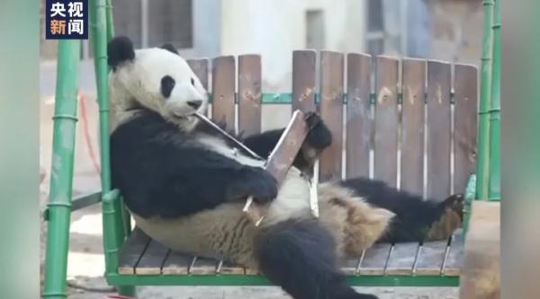 “雅一”VS“萌兰”的秋千糗事