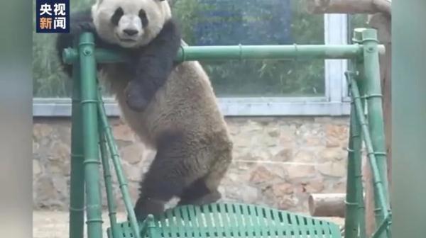 “雅一”VS“萌兰”的秋千糗事