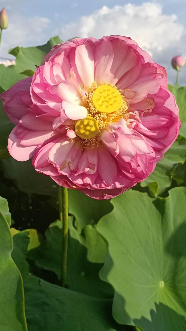 罕见!云南普者黑景区现“双芯莲” 罕见!云南普者黑景区现“双芯莲”