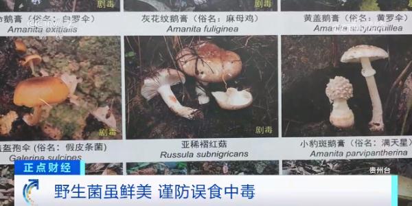 剧毒！这种“野生菌”，千万别吃！中毒病死率达70%…