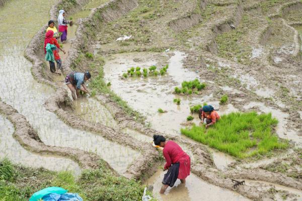 尼泊尔：庆祝水稻日