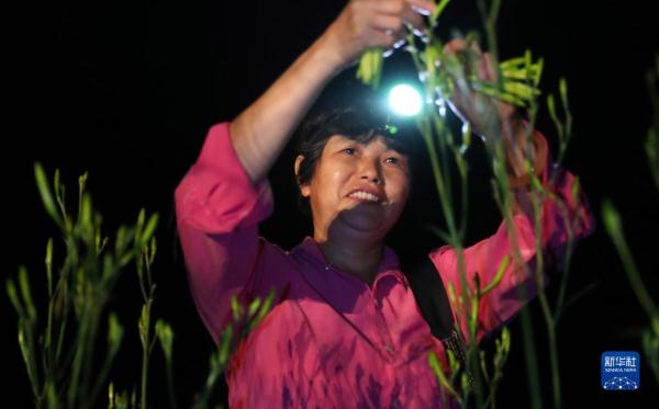 湖南衡阳：黄花菜飘香农家忙