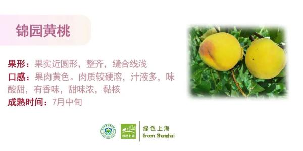 桃子怎么挑选？上海发布官方攻略→