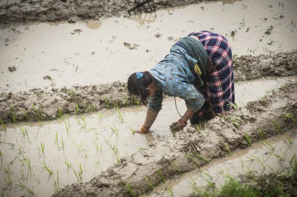 尼泊尔：庆祝水稻日