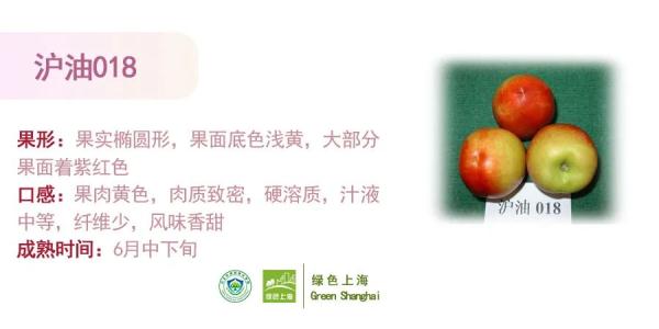 桃子怎么挑选？上海发布官方攻略→