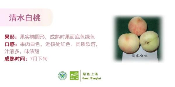 桃子怎么挑选？上海发布官方攻略→