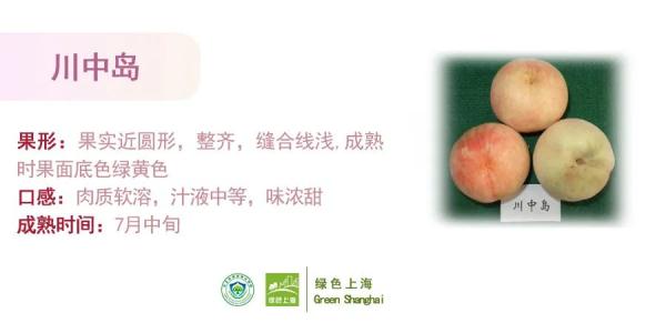 桃子怎么挑选？上海发布官方攻略→