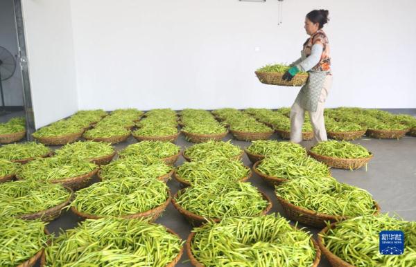 湖南衡阳：黄花菜飘香农家忙