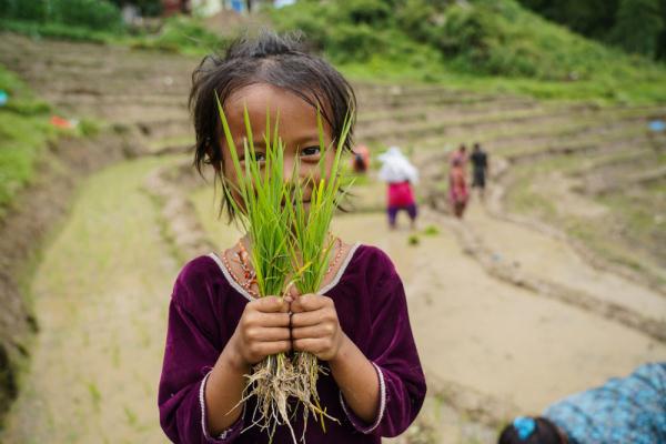 尼泊尔：庆祝水稻日