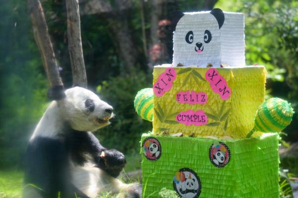 墨西哥举行大熊猫欣欣33岁生日庆祝活动
