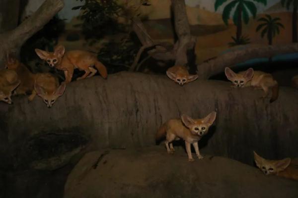 动物们在夜晚做什么？上海野生动物园“奇妙夜”回归