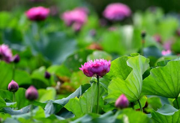 福州：七月荷花绽满塘