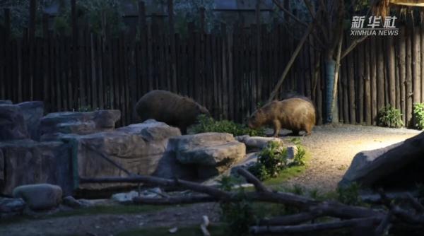 来上海野生动物园看小动物们“上夜班”
